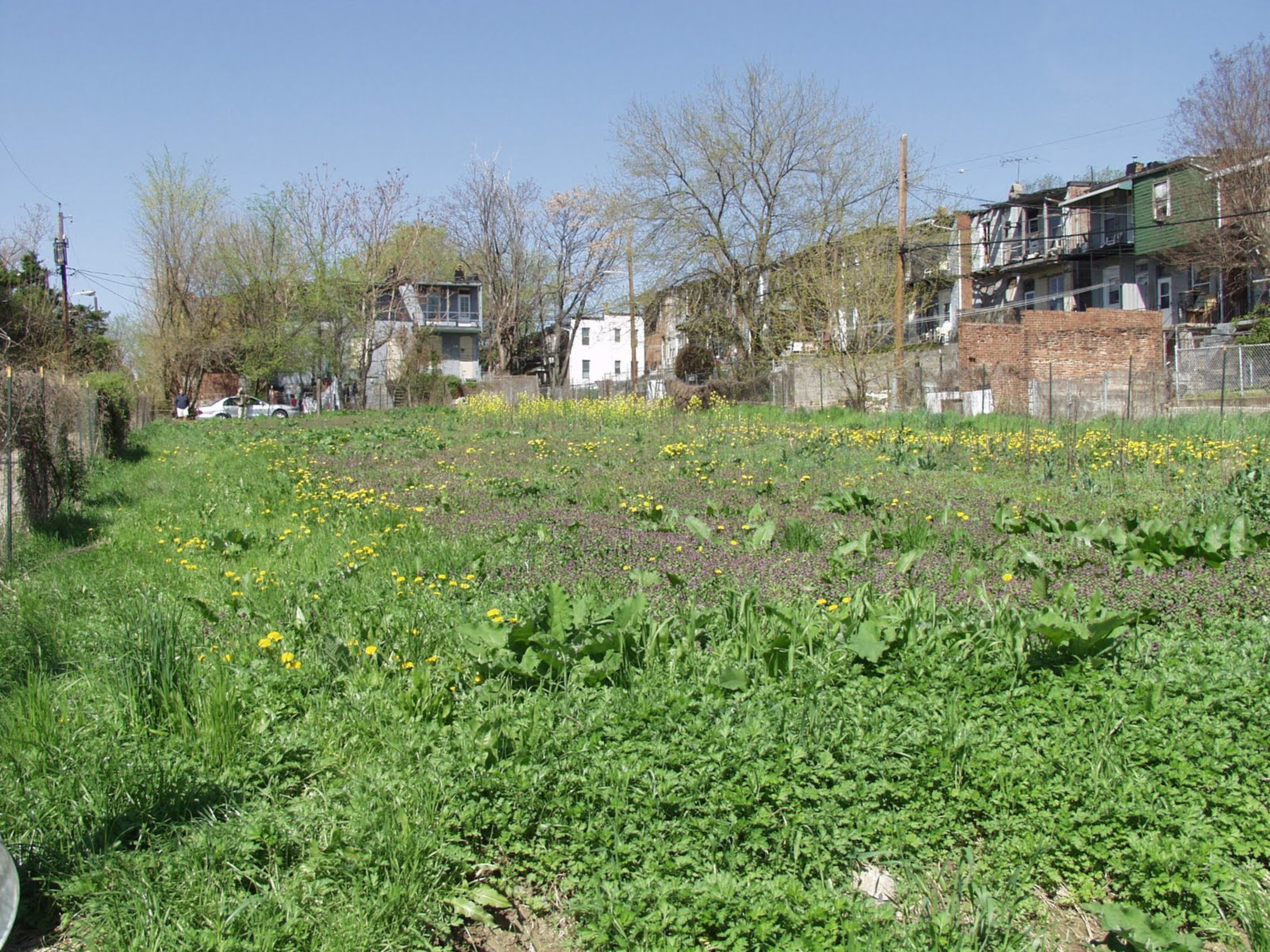 An old community garden plot in an inner block in west Baltimore.  Uncultivated at the time of the photo, annual and short lived perennial colonizing plants are predominant.