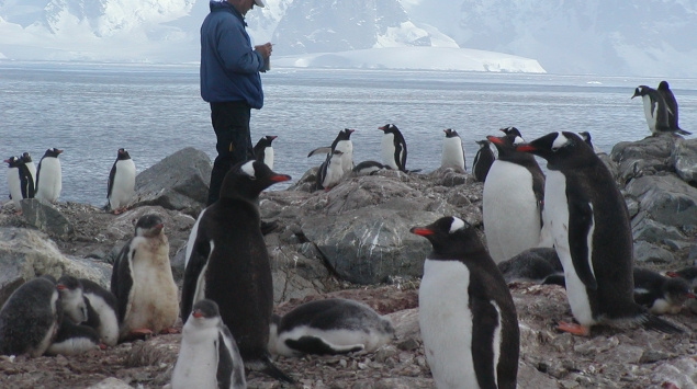 Bill Fraser (Polar Oceans Research group, Sheridan, MT) with Gentoo penguins (Pygoscelis papua) at Biscoe Point, Antarctic Peninsula, January, 2002. PAL LTER.