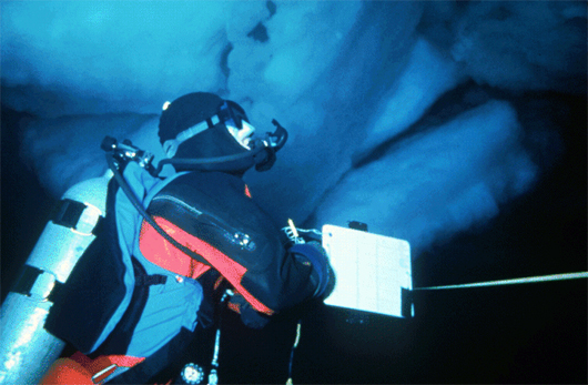 A diver examines the underside of the ice, which provides a unique habitat for krill in chilly Antarctic waters, Palmer Station LTER.
