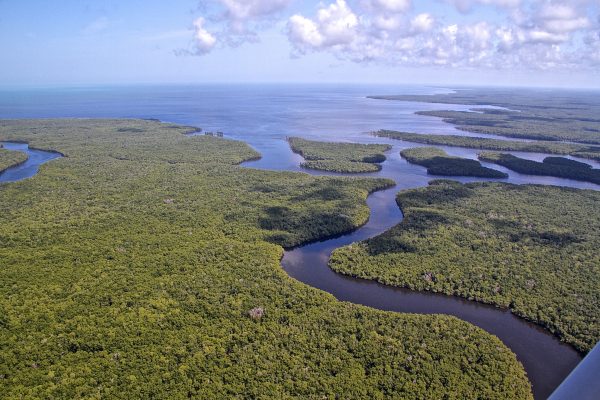 An aerial shot looks over the wetland-ocean interface