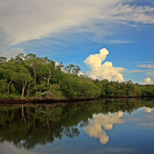 Calm wetland waters reflect the sky and vegetation in the Everglades