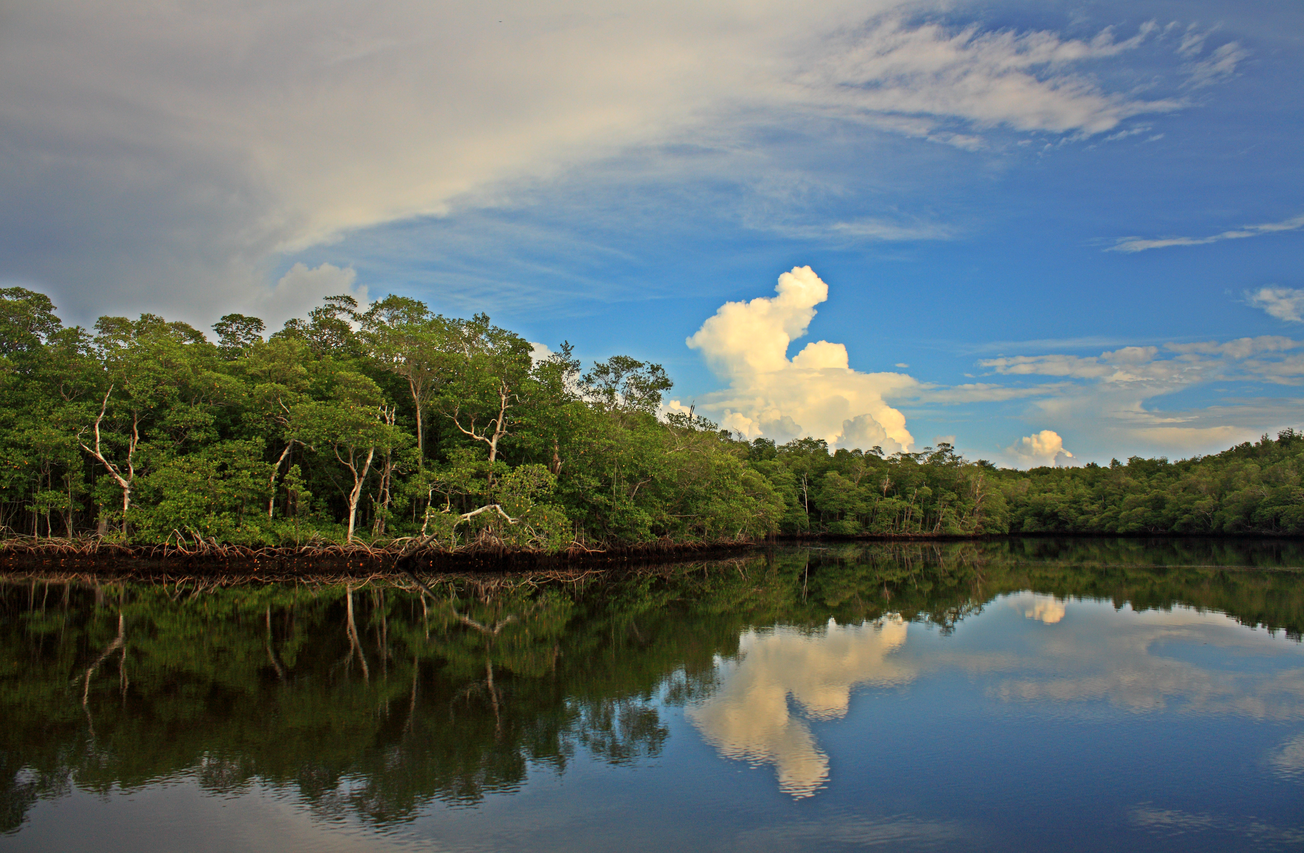 Calm wetland waters reflect the sky and vegetation in the Everglades