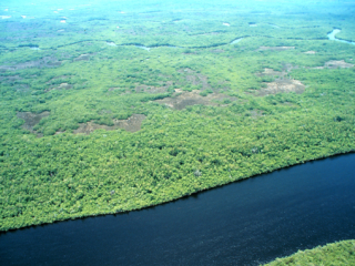 An aerial shot of the expansive wetland habitat that characterizes the Everglades