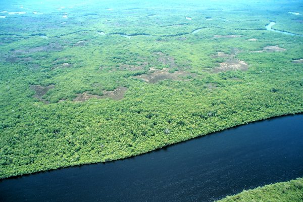 An aerial shot of the expansive wetland habitat that characterizes the Everglades