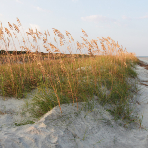 golden sea oats poke up from a coastal dune habitat