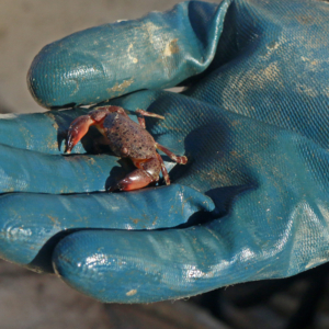 tiny crab on gloved hand