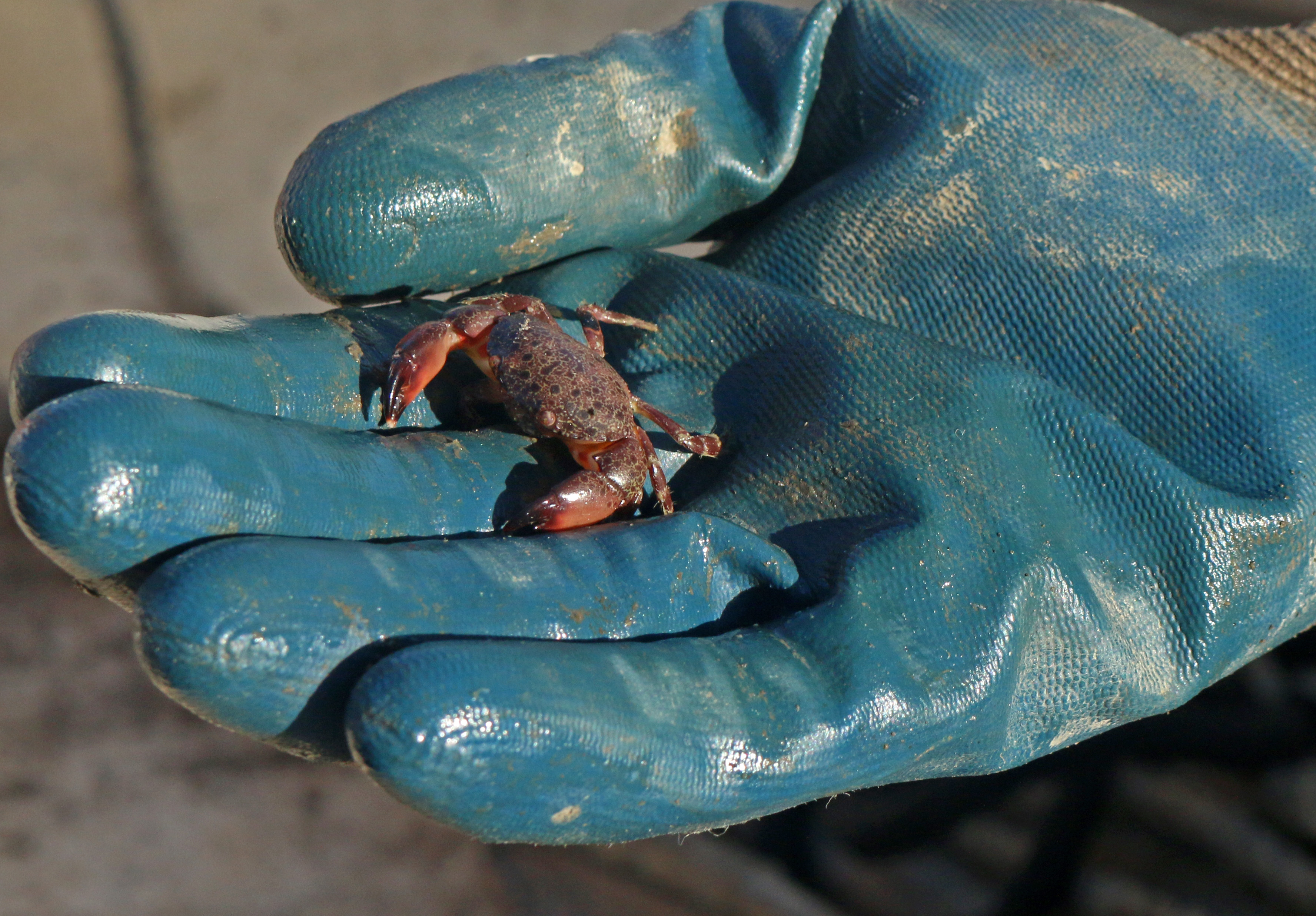 tiny crab on gloved hand