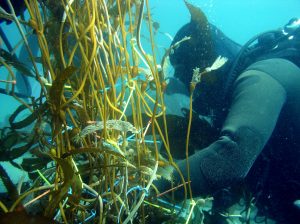 SCUBA diver examines kelp