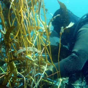 SCUBA diver examines kelp