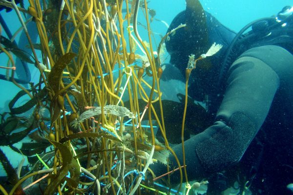 SCUBA diver examines kelp