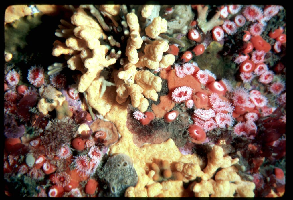 Invertebrates and kelp compete for space on the rocky bottom