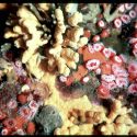 Santa Barbara Coastal LTER: Biodiversity and marine heatwaves in the kelp forest ecosystem.