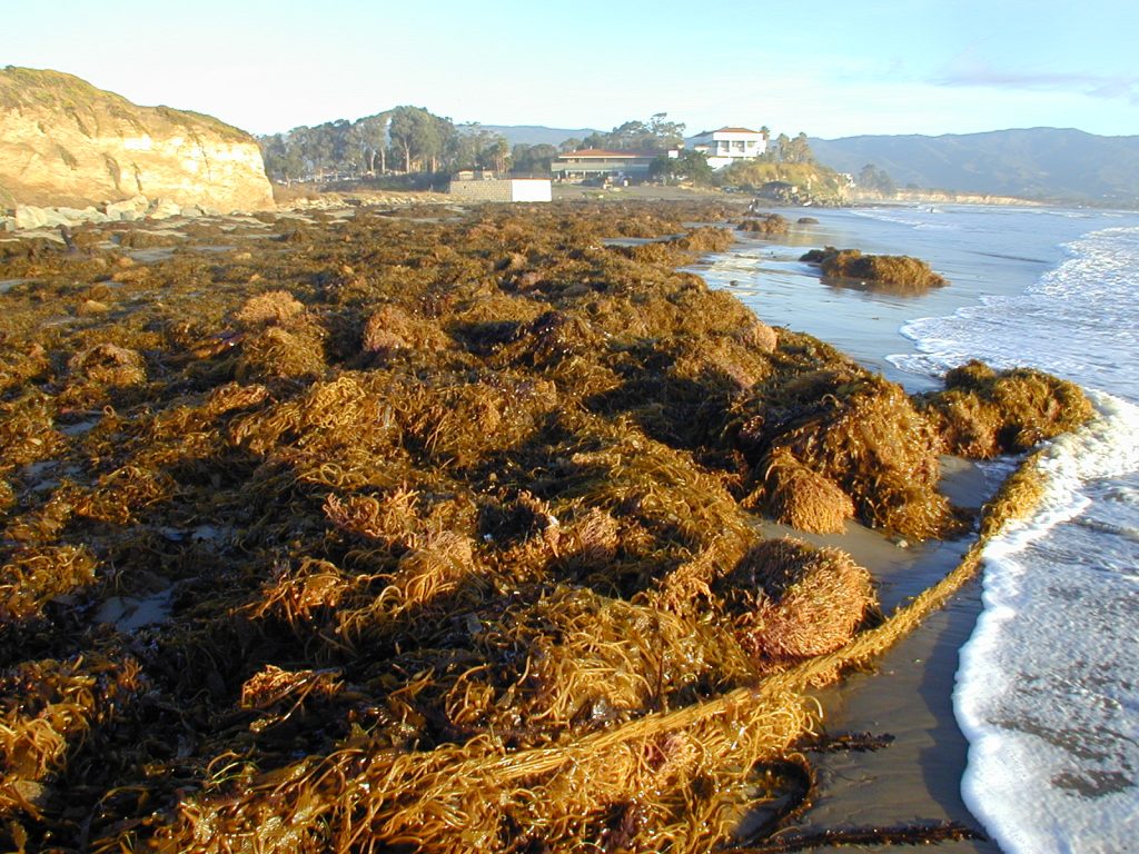 piles of kelp on a beach