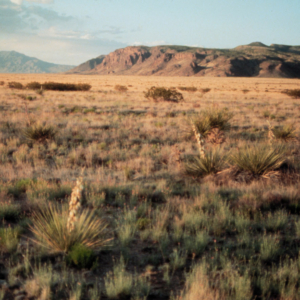 Cold desert biome, Sevilleta LTER, New Mexico.