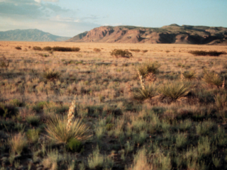 Cold desert biome, Sevilleta LTER, New Mexico.