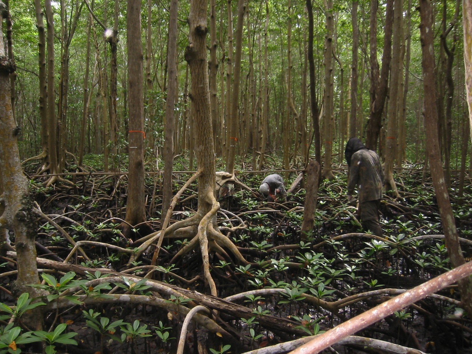 network sampling data Coastal Everglades LTER LTER Florida