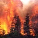 Wildfire Ponzi Scheme? The Continental Carbon Exchange