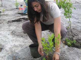 Katerina Potesta assists with planting native species at the CEMEX Florida East Coast Quarry Wetland Reclamation project