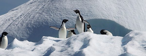 Adelie penguins--a mjor research topic at Palmer LTER
