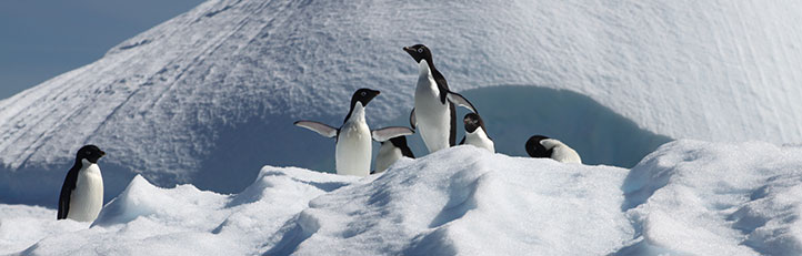 Adelie penguins--a mjor research topic at Palmer LTER