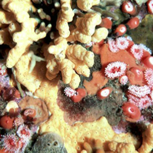 cold water reef