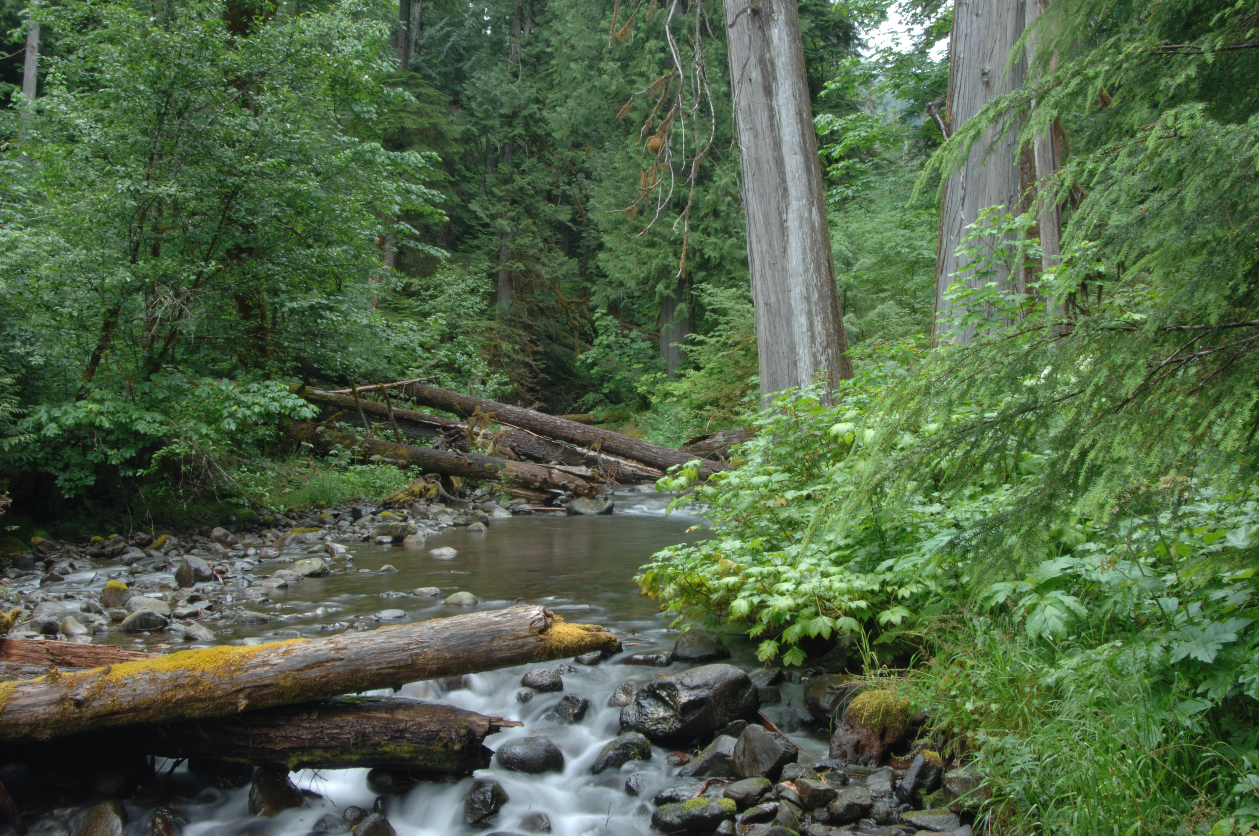 Lookout Creek at Andrews LTER