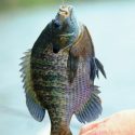 Wisconsin Panfish Are Shrinking: Discovery Drives New Fisheries Management Policy
