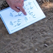 Volunteer citizen scientists successfully identify a mourning dove track.