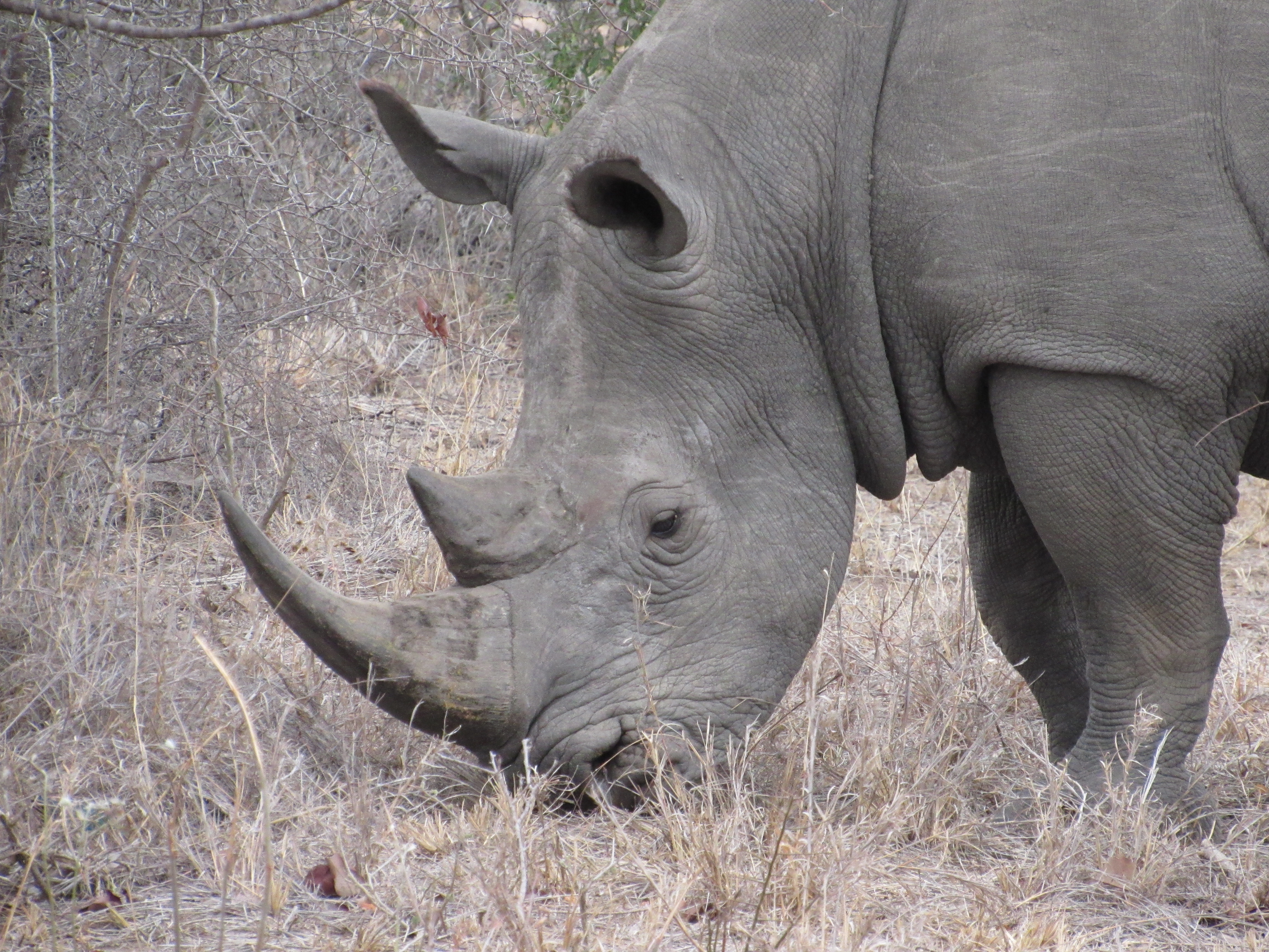 rhinoceros browsing grasses