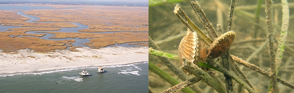 left aerial photo of Virginia Coast Line. Right closeup of scallops on seagrass