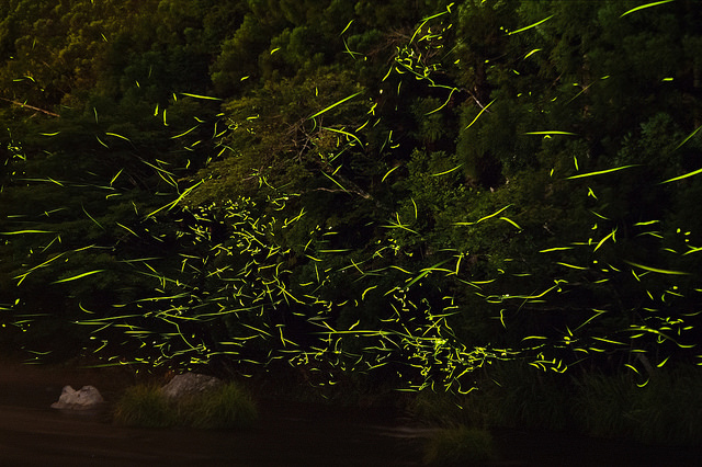 fireflies