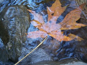 leaf in streamwater