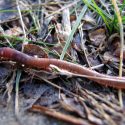 Invasive Earthworms and Their Effects on Midwestern Soils