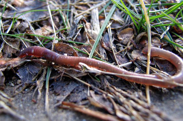 Invasive Earthworms and Their Effects on Midwestern Soils - LTER