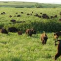The grazing effect: How bison impact plant water use