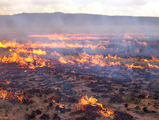 grassland wildfire