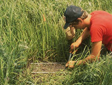 measuring grass
