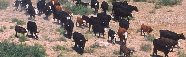 herd of cows