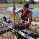 Excess Nutrient Pollution Sends Salt Marsh Microbes into Dormancy
