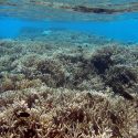 Genetic Differences May Help Corals Adapt to Changing Conditions