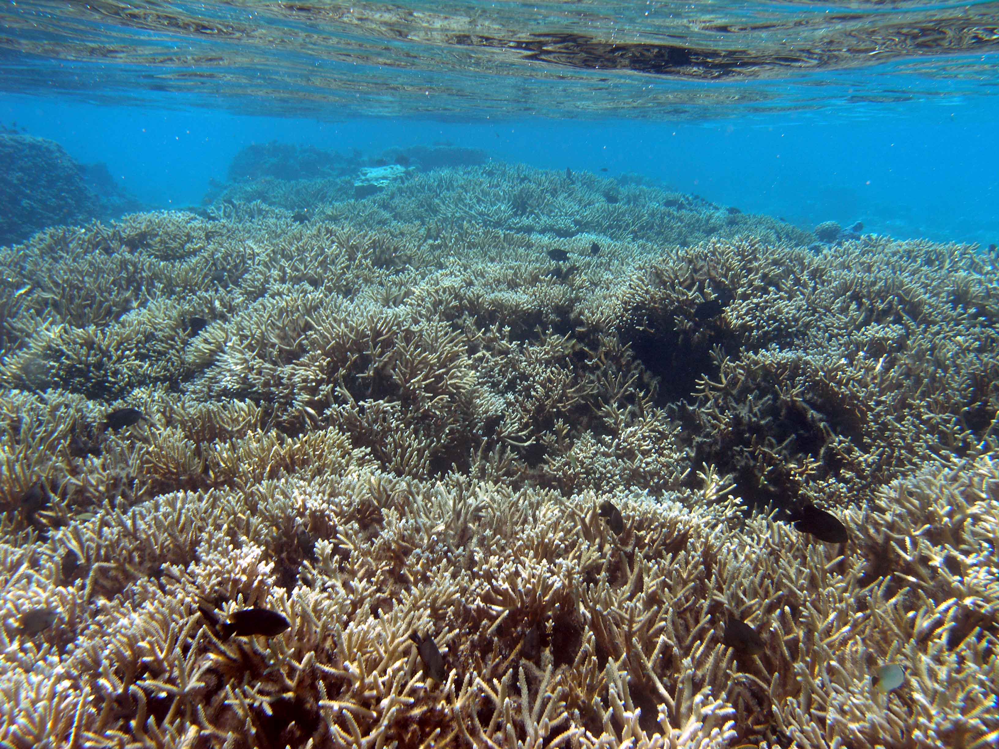 Moorea Reef