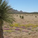 Climate variability predicted to affect outcome of exotic grass invasion