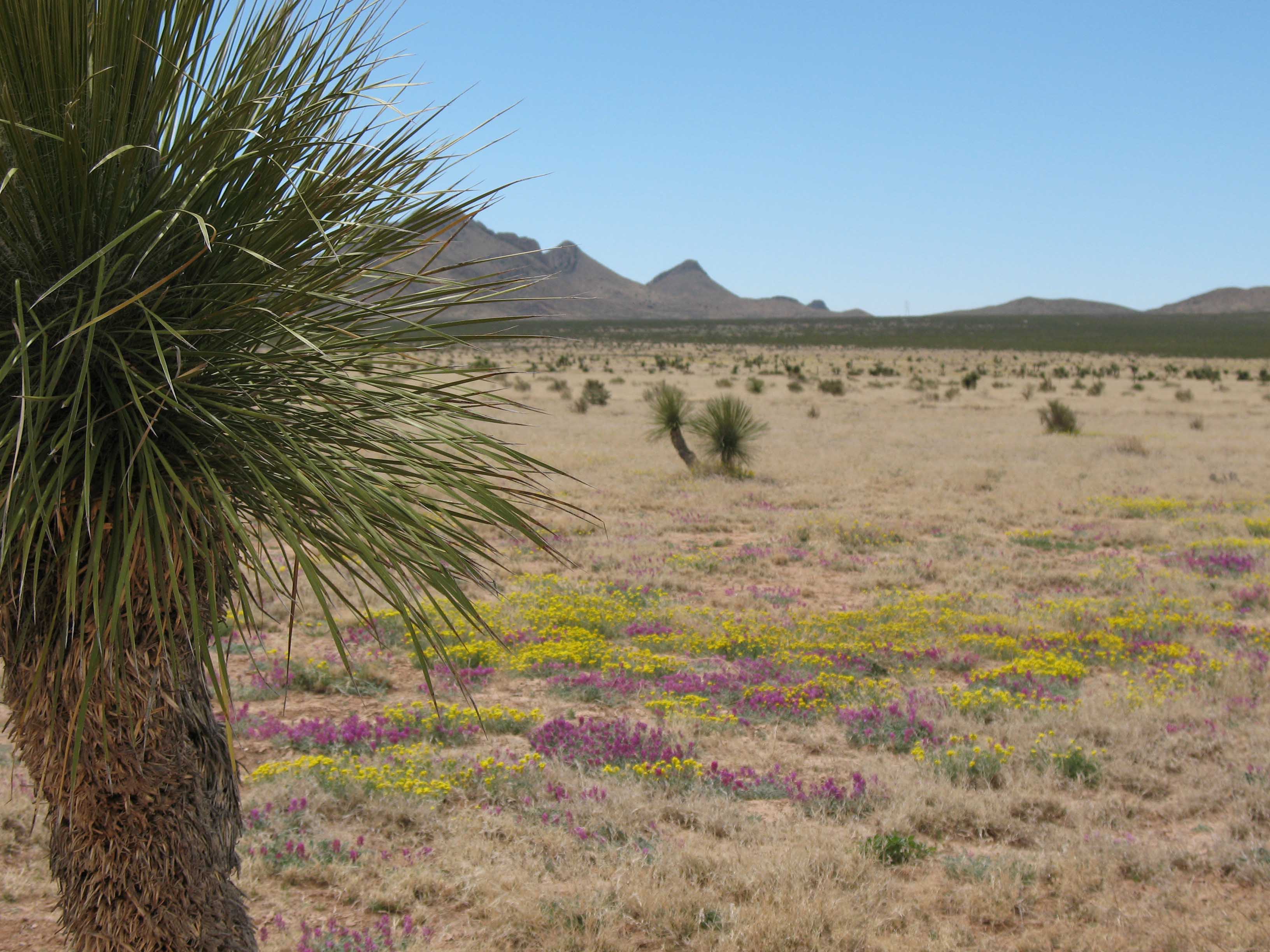 Desert Vegetation