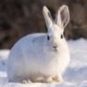 The Spruce and the Hare: Backing Up Leopold’s Intuition