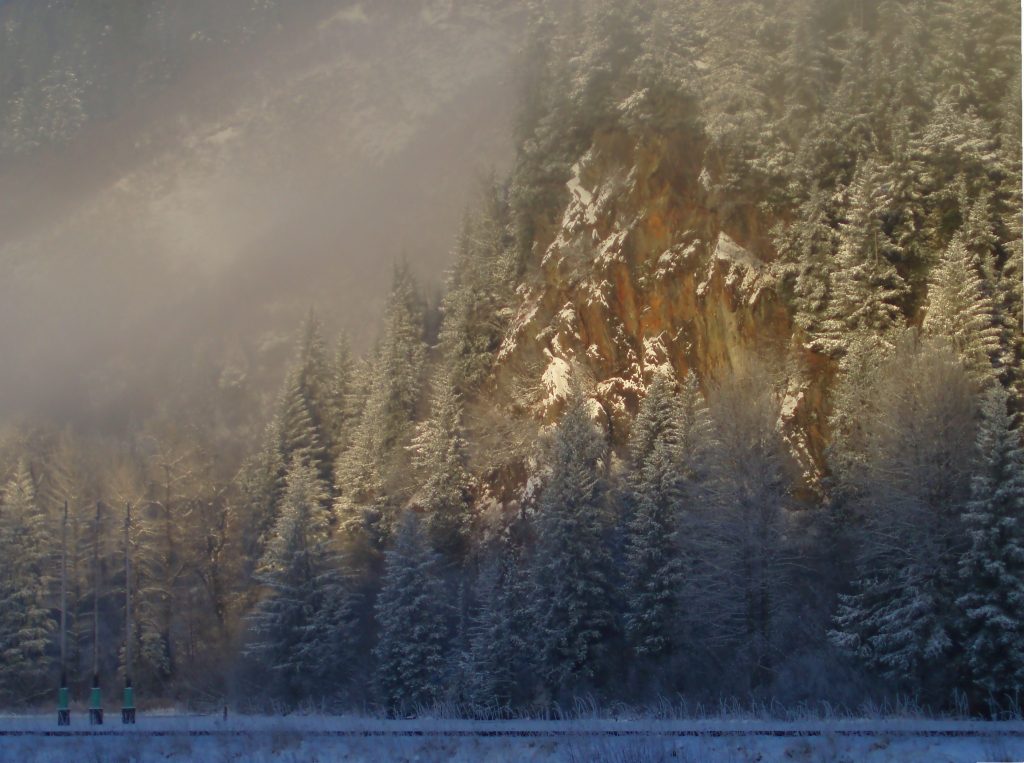 white spruce forest in Alaska