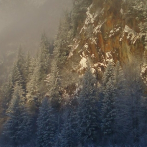 white spruce forest in Alaska