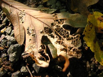 decomposing leaf