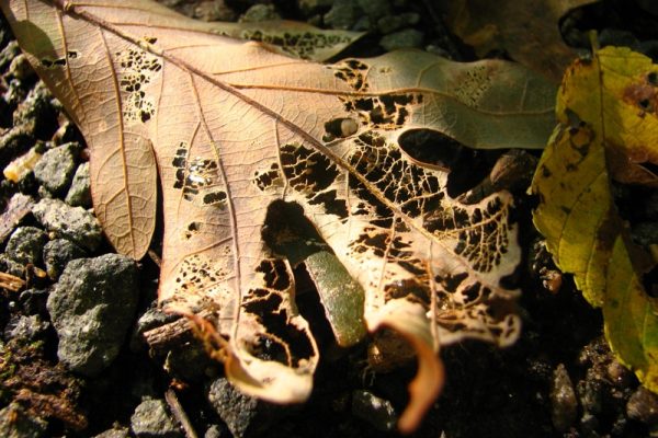 decomposing leaf