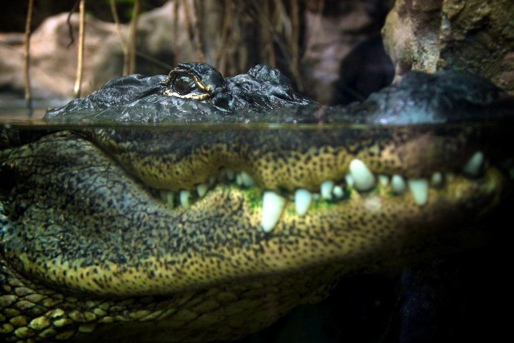 Alligator, close-up