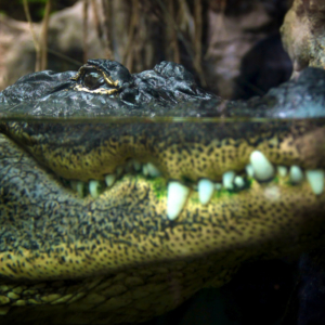 Alligator, close-up